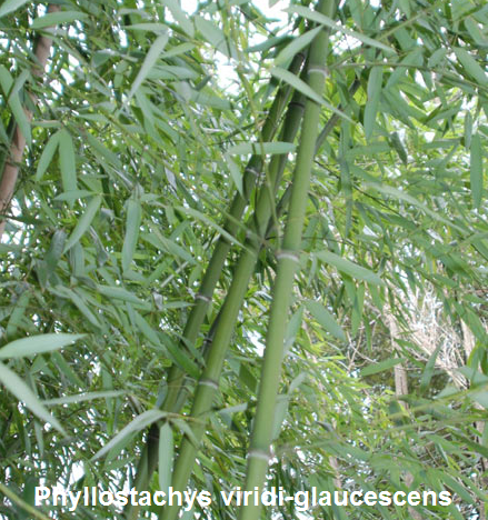Саженцы садового бамбука - Phyllostachys viridiglaucescens